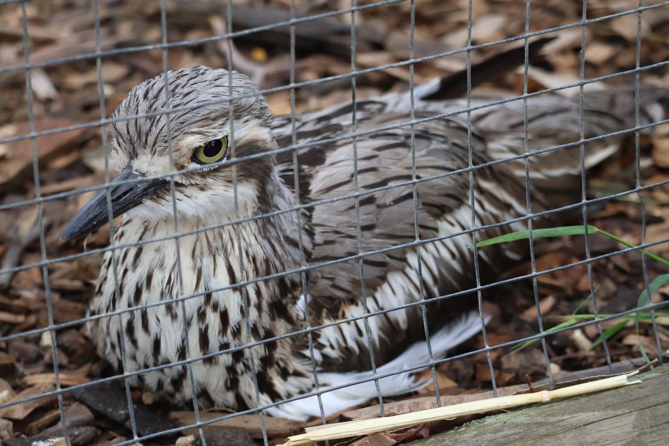 A bird with brown and white striped feathers inside a wire enclosure, sitting on the ground covered with leaves and twigs.