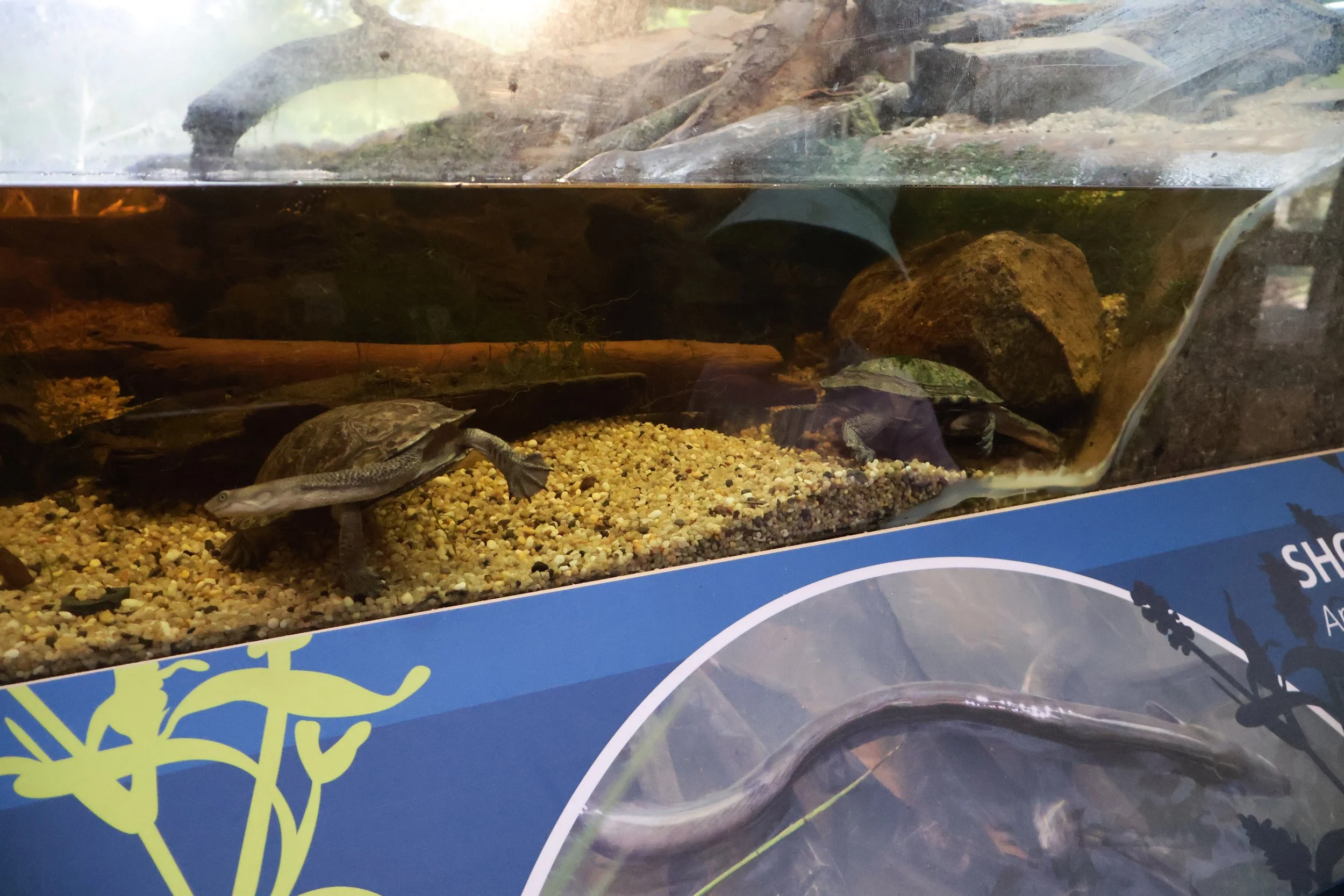 A glass aquarium tank with a turtle inside, walking on a gravel surface with rocks and logs in the background.