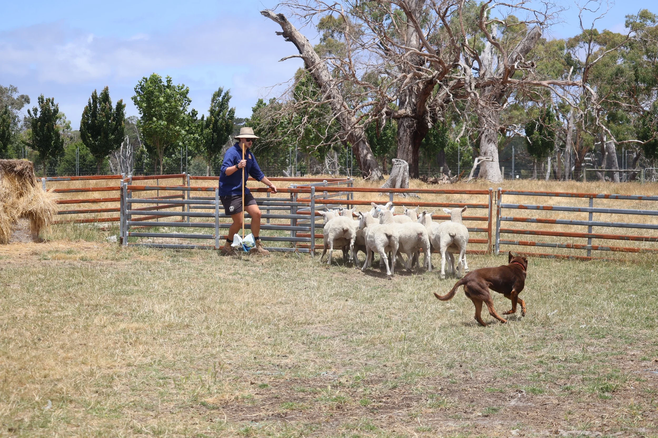 Sheep dog demonstration at the Bug Goose