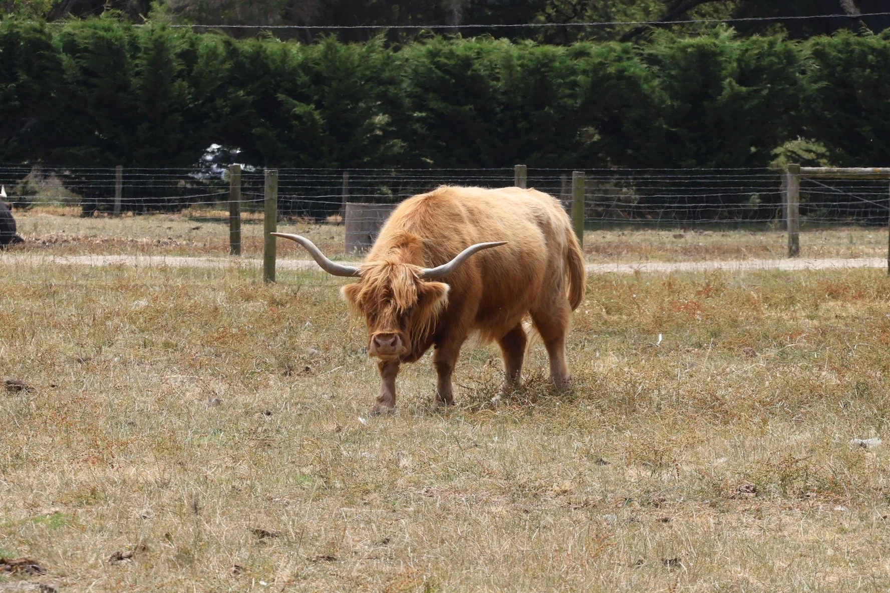 A Highland cow with curved horns standing in a grassy field with a fence and trees in the background.