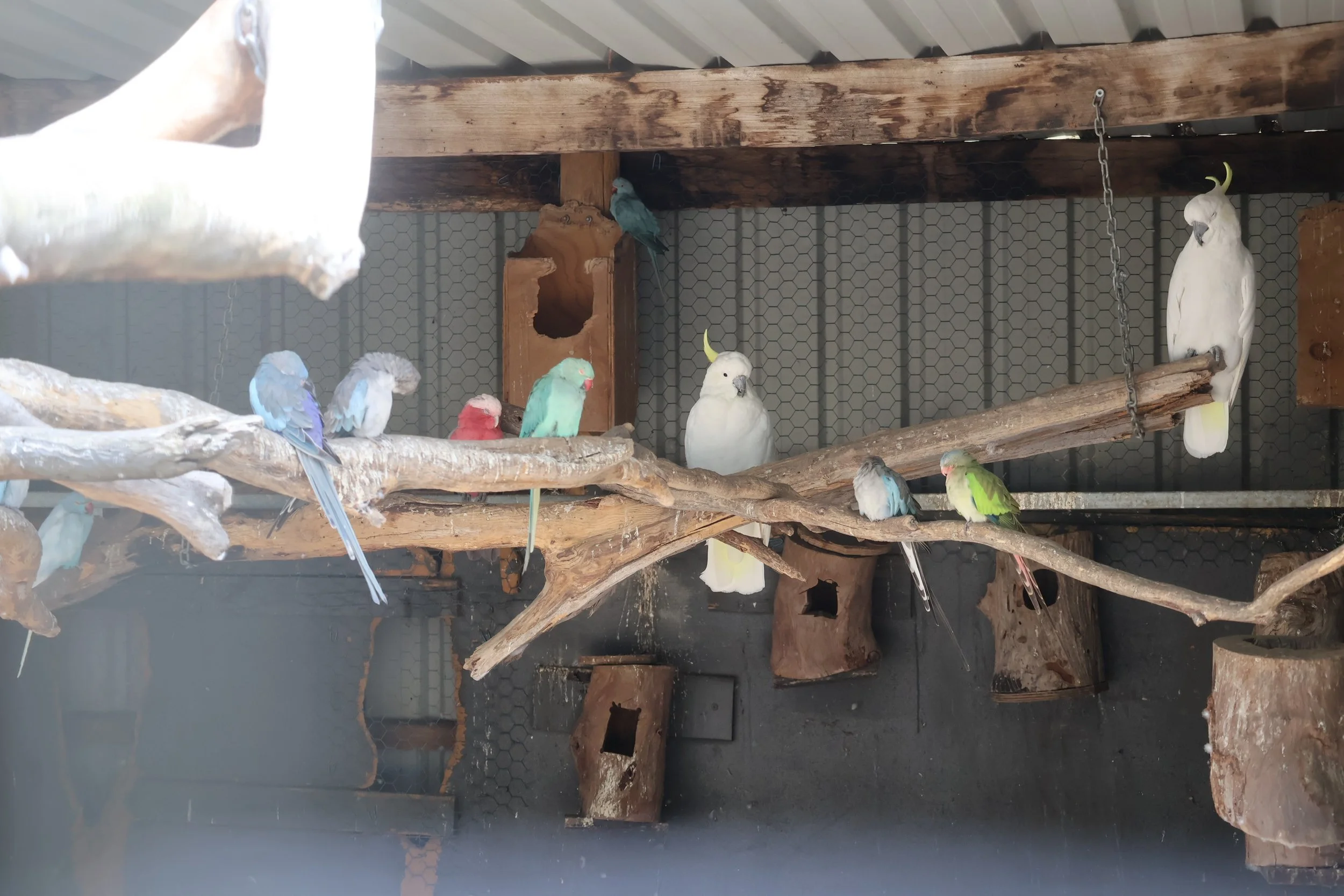 A variety of colorful birds perched on wooden branches inside an enclosure, with some birdhouses and a chain hanging from the ceiling.