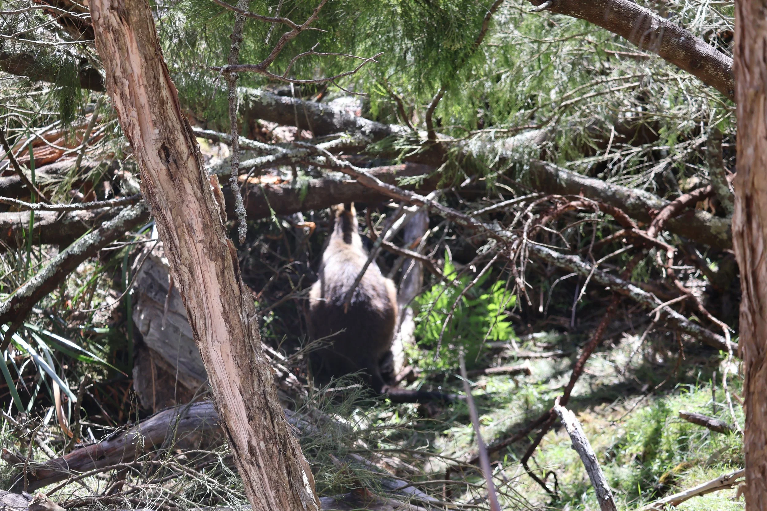 A wallaby in a wooded area, partly hidden among trees and branches at the briars wildlife sanctuary.