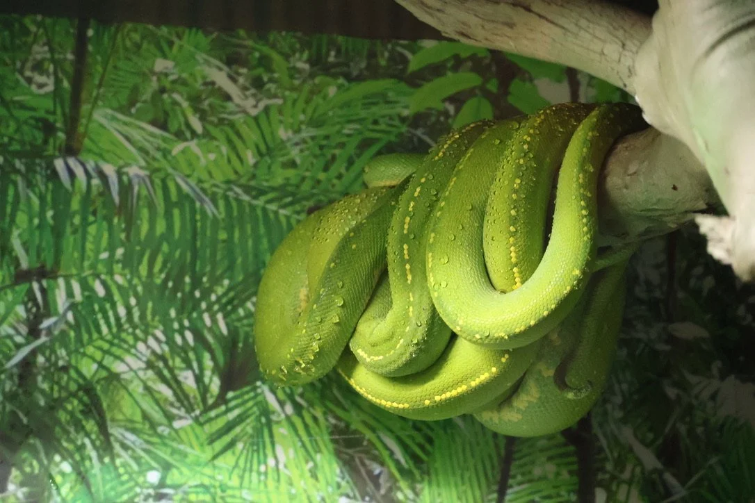 Green snake coiled around a branch, hanging upside down in a dense jungle setting.