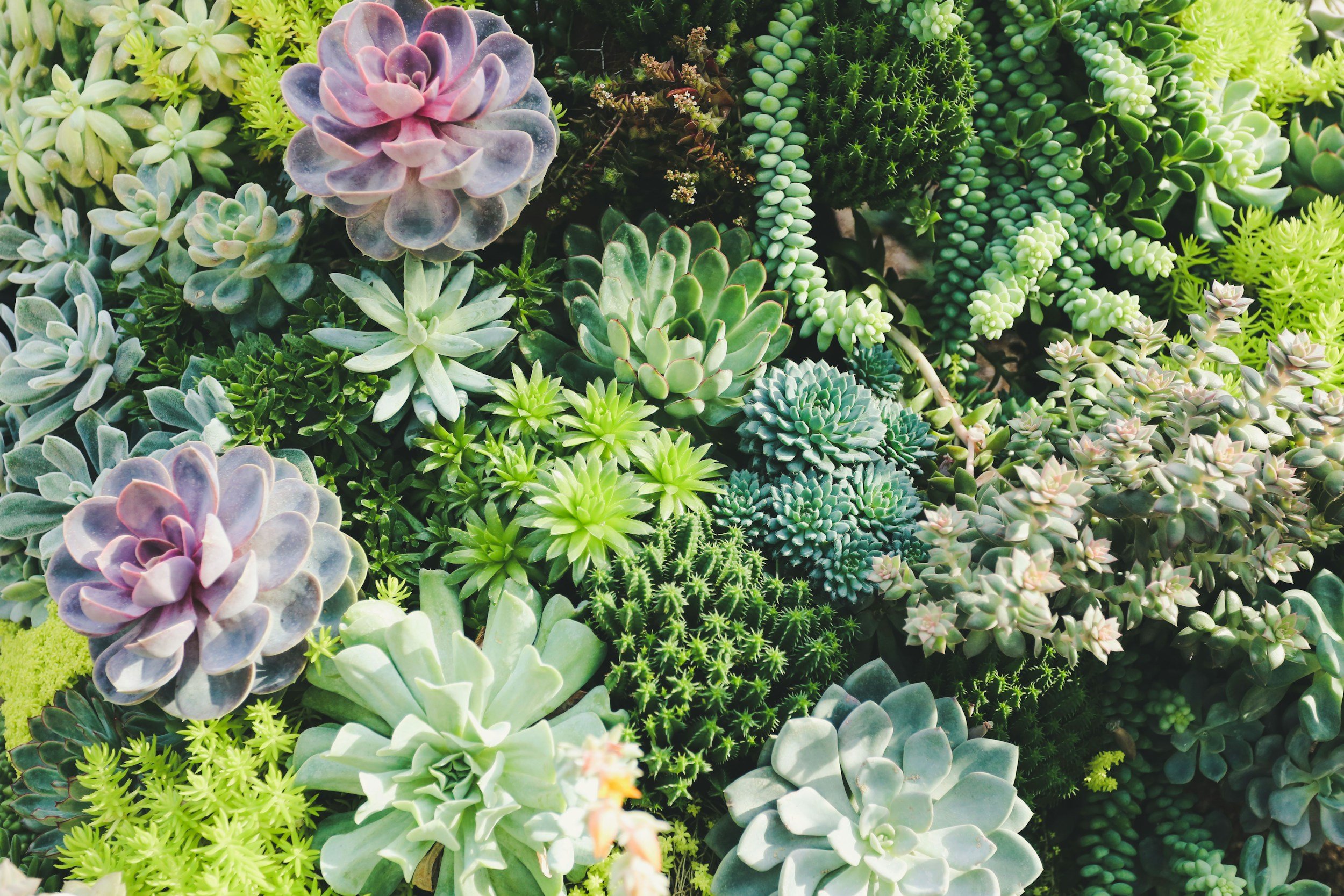 Close-up view of various colorful succulent plants with thick, fleshy leaves in shades of green, purple, and blue.