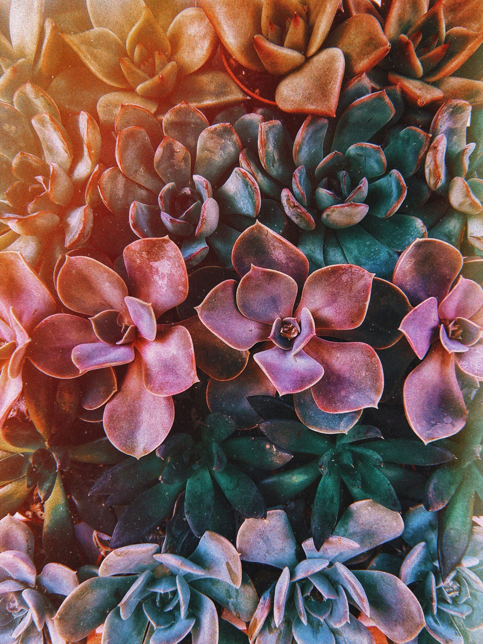 Close-up of various colorful succulent plants with thick leaves in shades of purple, green, and tan.
