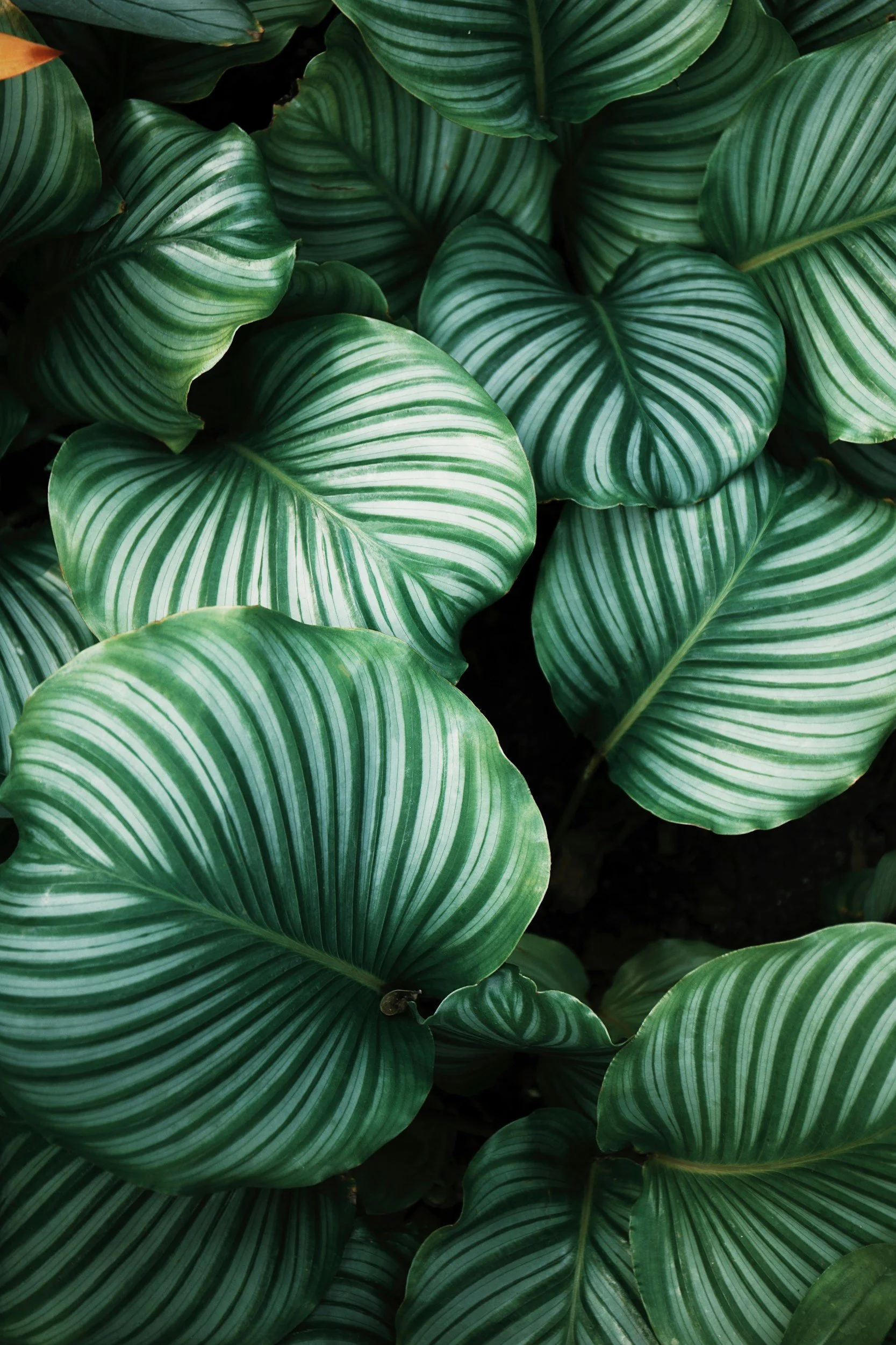 Close-up of green leaves with white striped patterns, likely of a tropical plant.