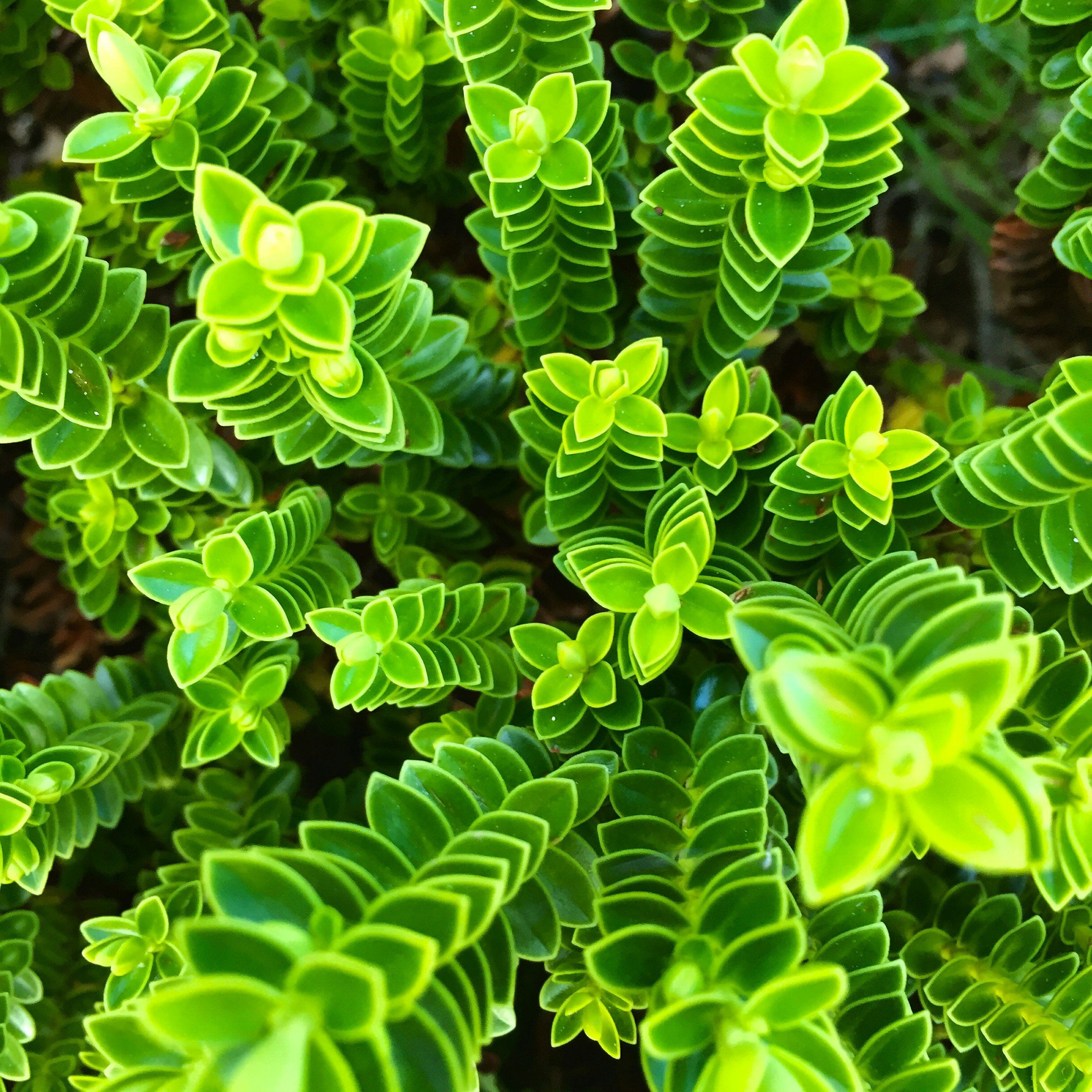 Close-up of vibrant green, succulent plants with layered, succulent leaves.