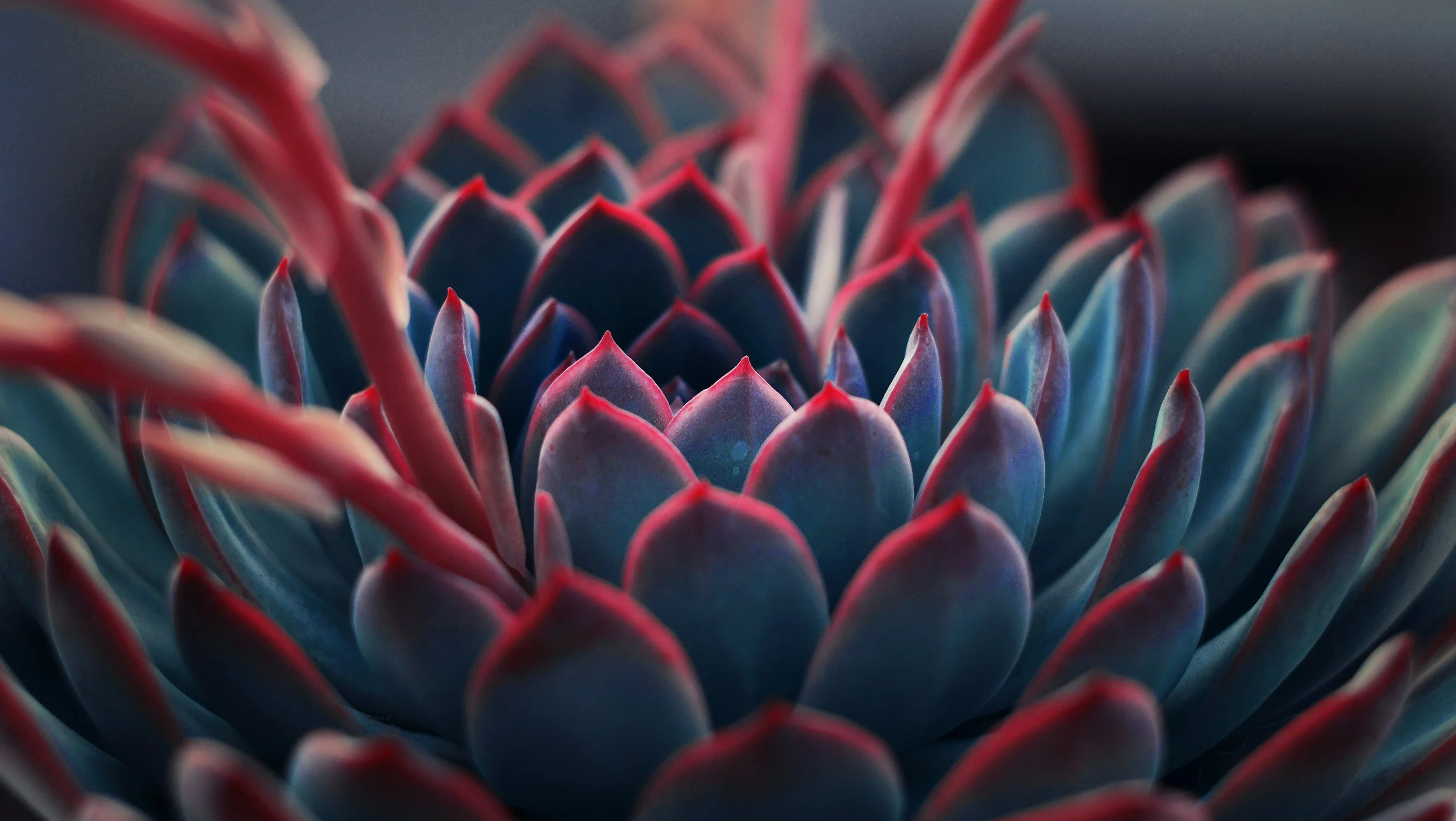 Close-up of a succulent plant with bluish-green leaves edged in red.