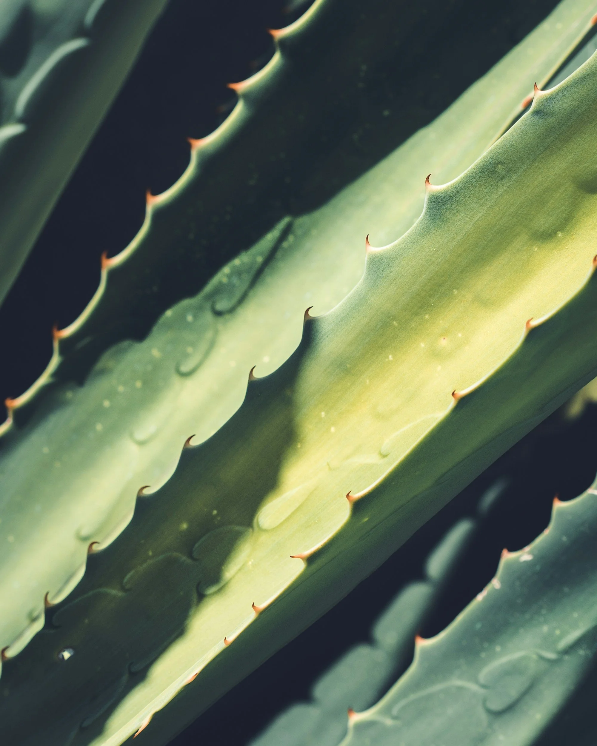 Close-up of green cactus leaves with sharp, reddish spines along the edges.