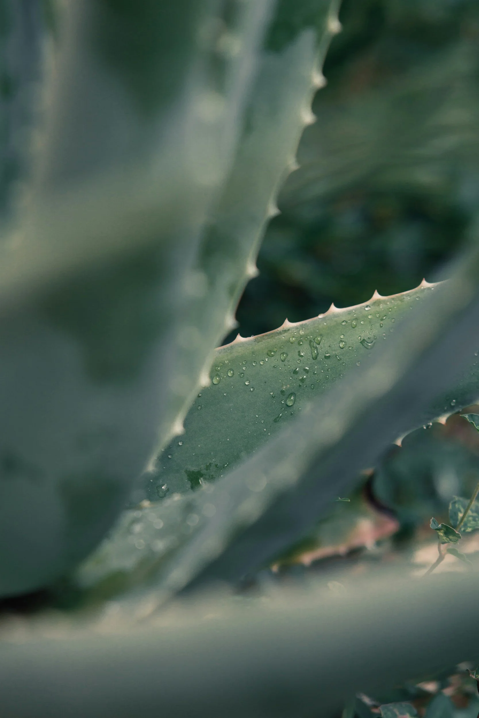 Close-up of an aloe vera plant leaf with water droplets on its surface.