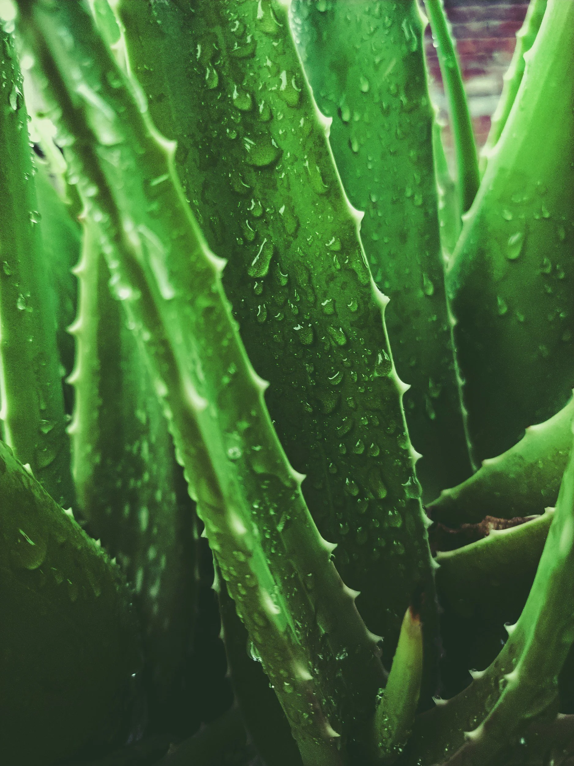 Close-up of green aloe vera plant leaves with water droplets on them.