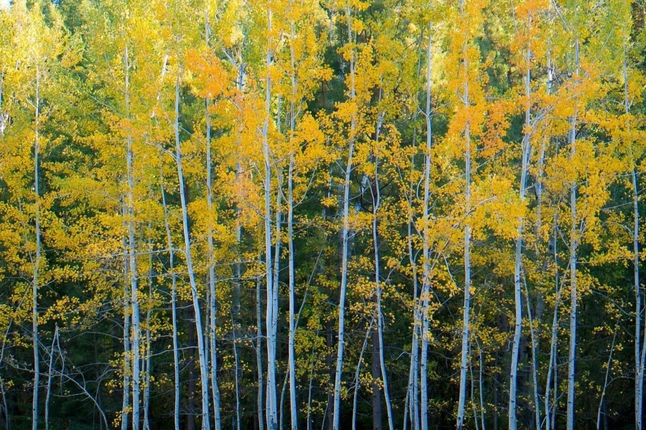 Tall, slender aspen trees with yellow and orange leaves against a green forest background.