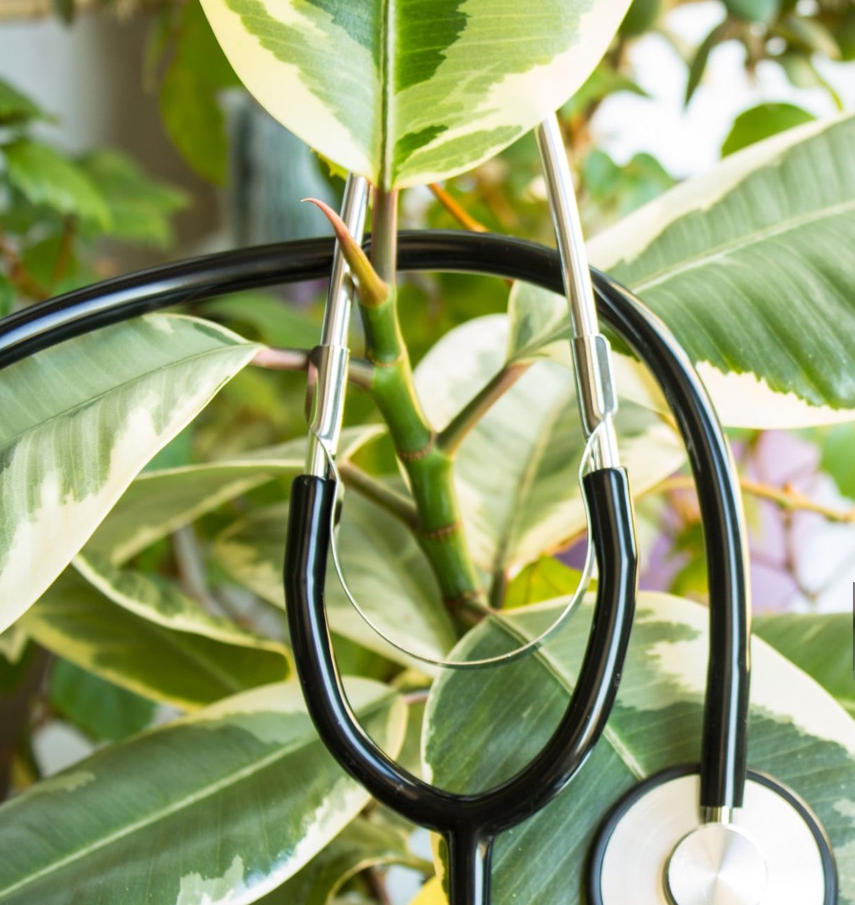 A stethoscope hanging on a leafy plant.