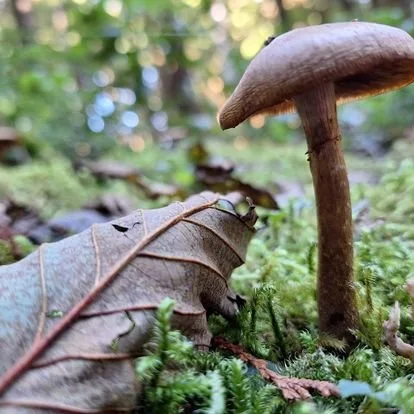 Close-up of a brown mushroom growing on the forest floor among moss, fallen leaves, and small plants.