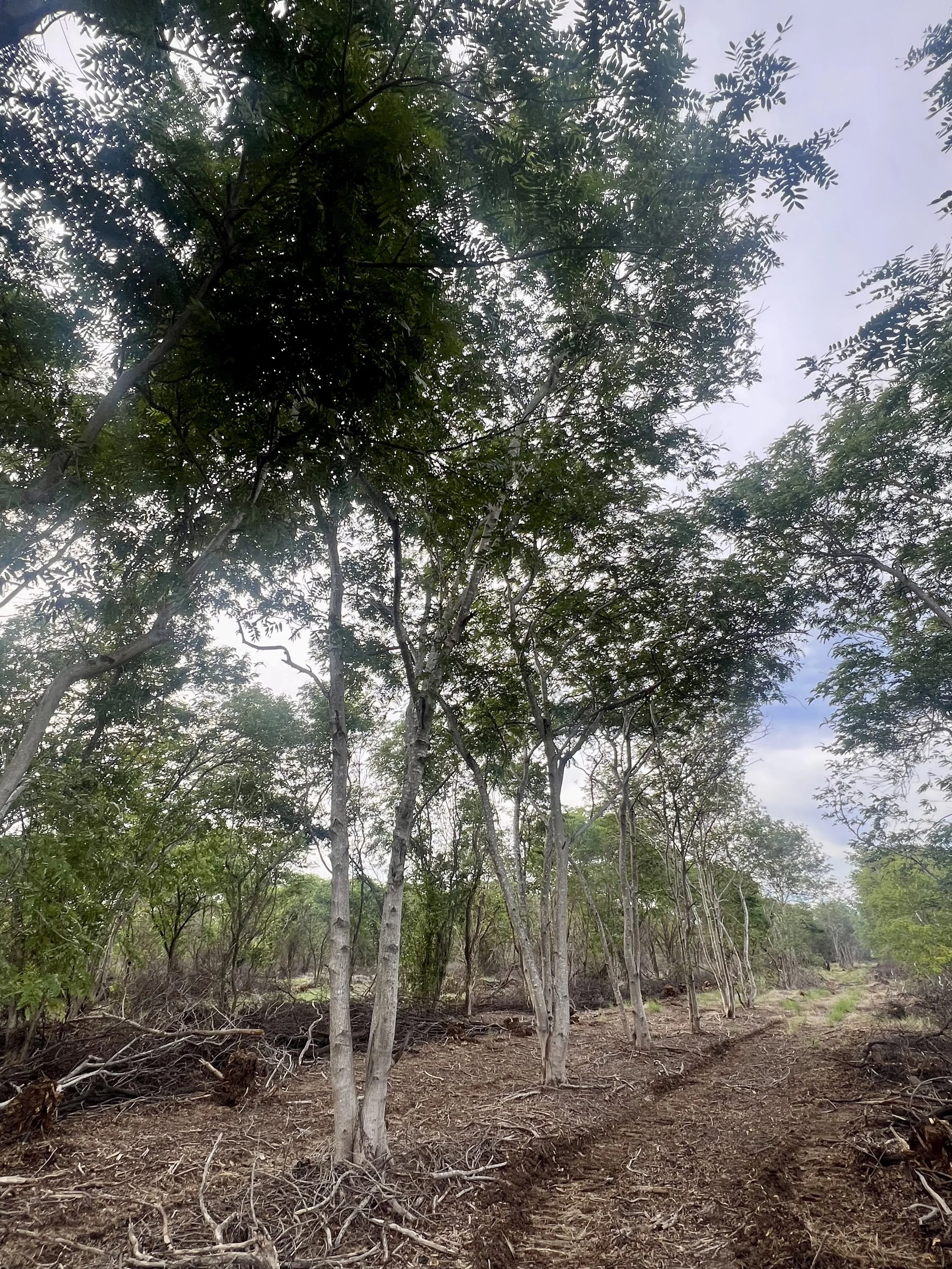 A forest with tall, thin trees and green foliage on a cloudy day, with some cleared land and exposed dirt at the ground level.
