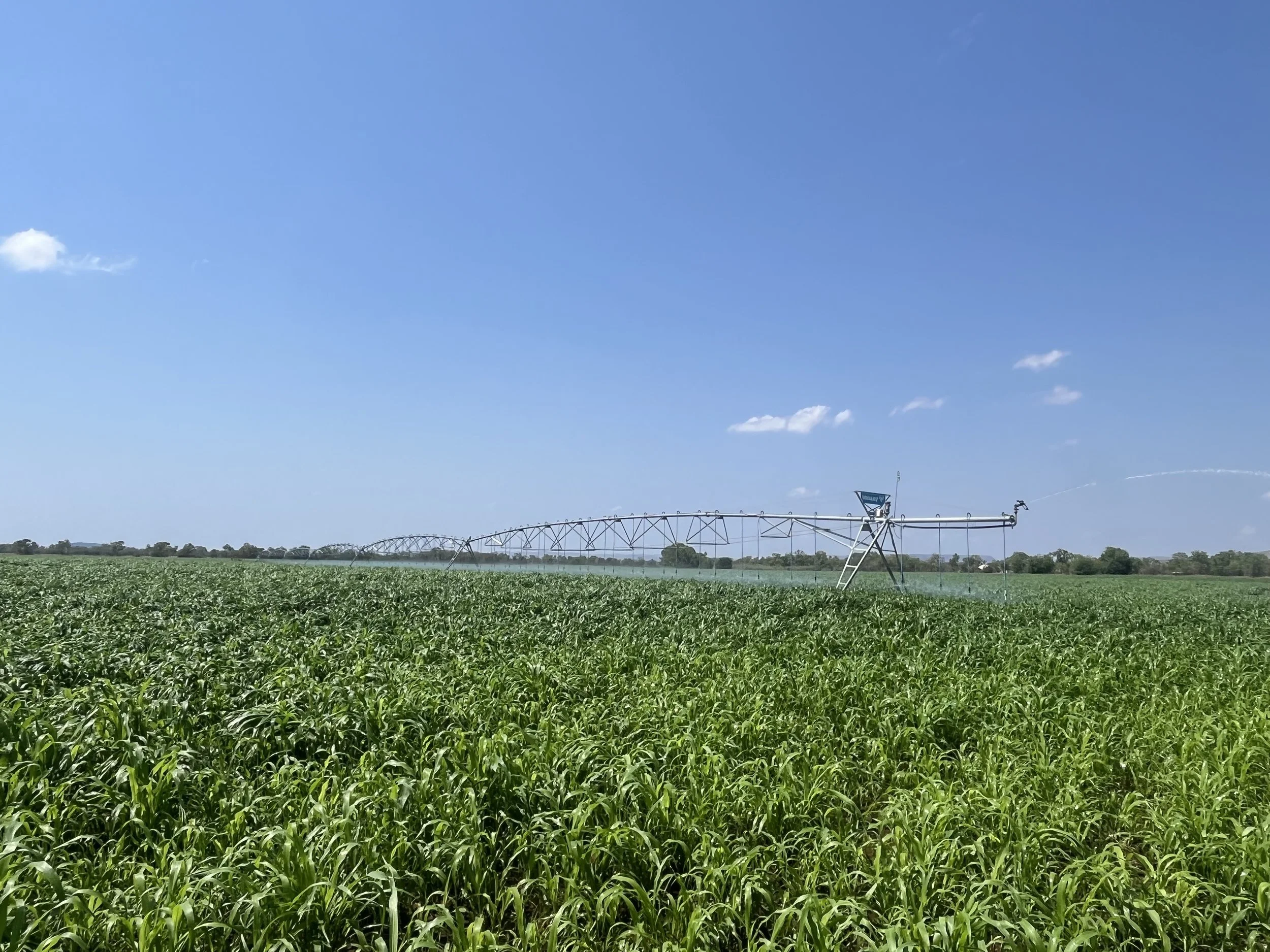 A large irrigation sprinkler watering a green crop field under a bright blue sky with a few clouds.