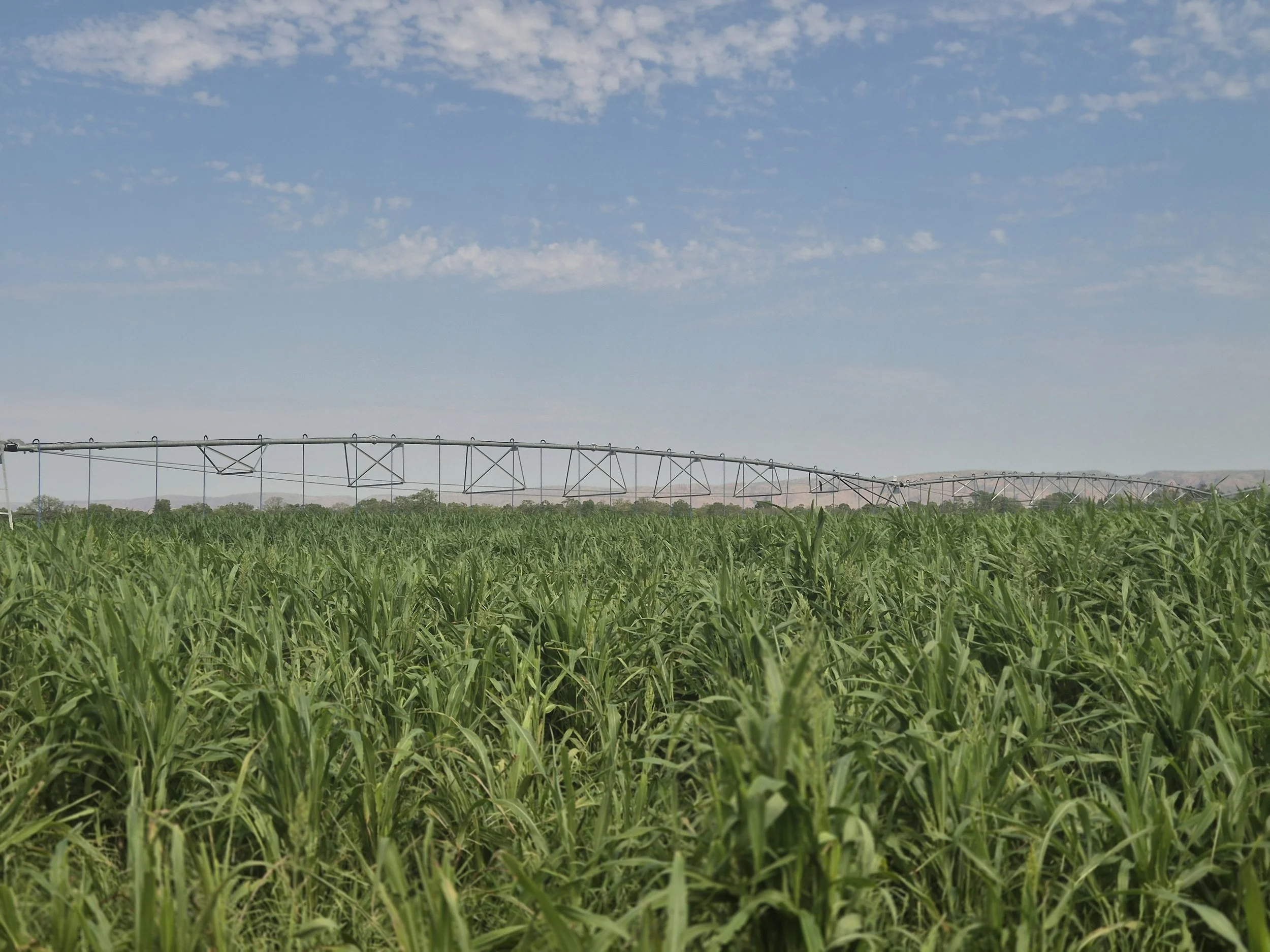 Agricultural field with a tower sprinkler system watering tall green crops under a partly cloudy blue sky.