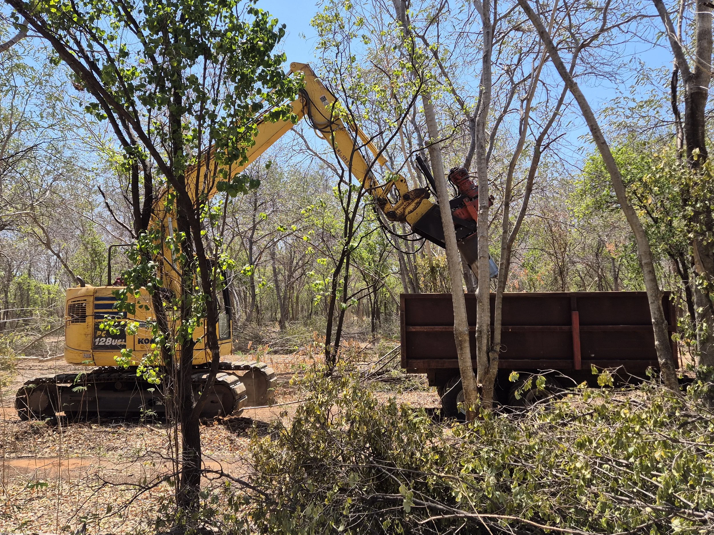 Construction excavator in a wooded area, lifting and removing tree branches to clear the land.