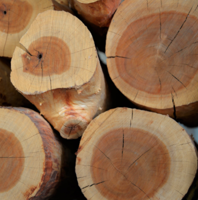 Close-up of cut log ends showing wood grain and rings.