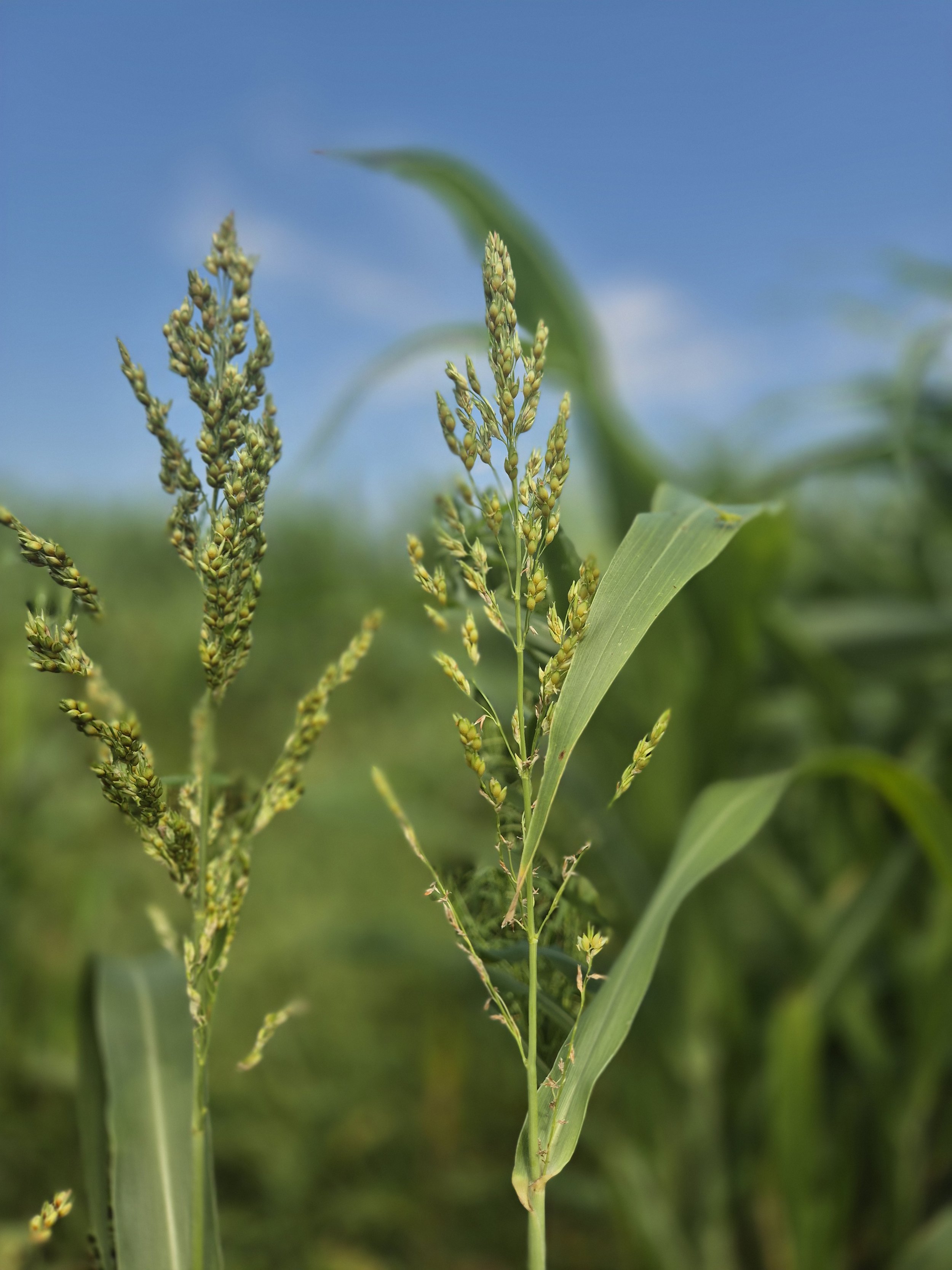Close-up of a green corn plant with fully developed silk and some green leaves against a clear blue sky.