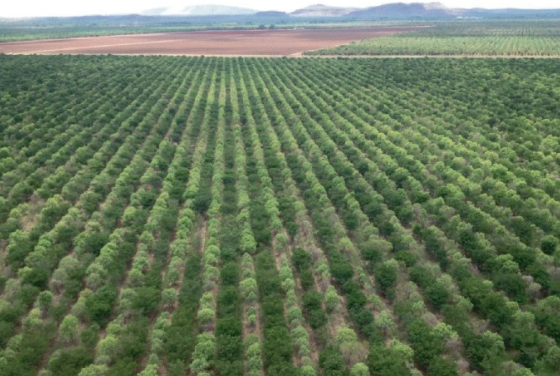 Aerial view of a large apple orchard with rows of apple trees on a farm.