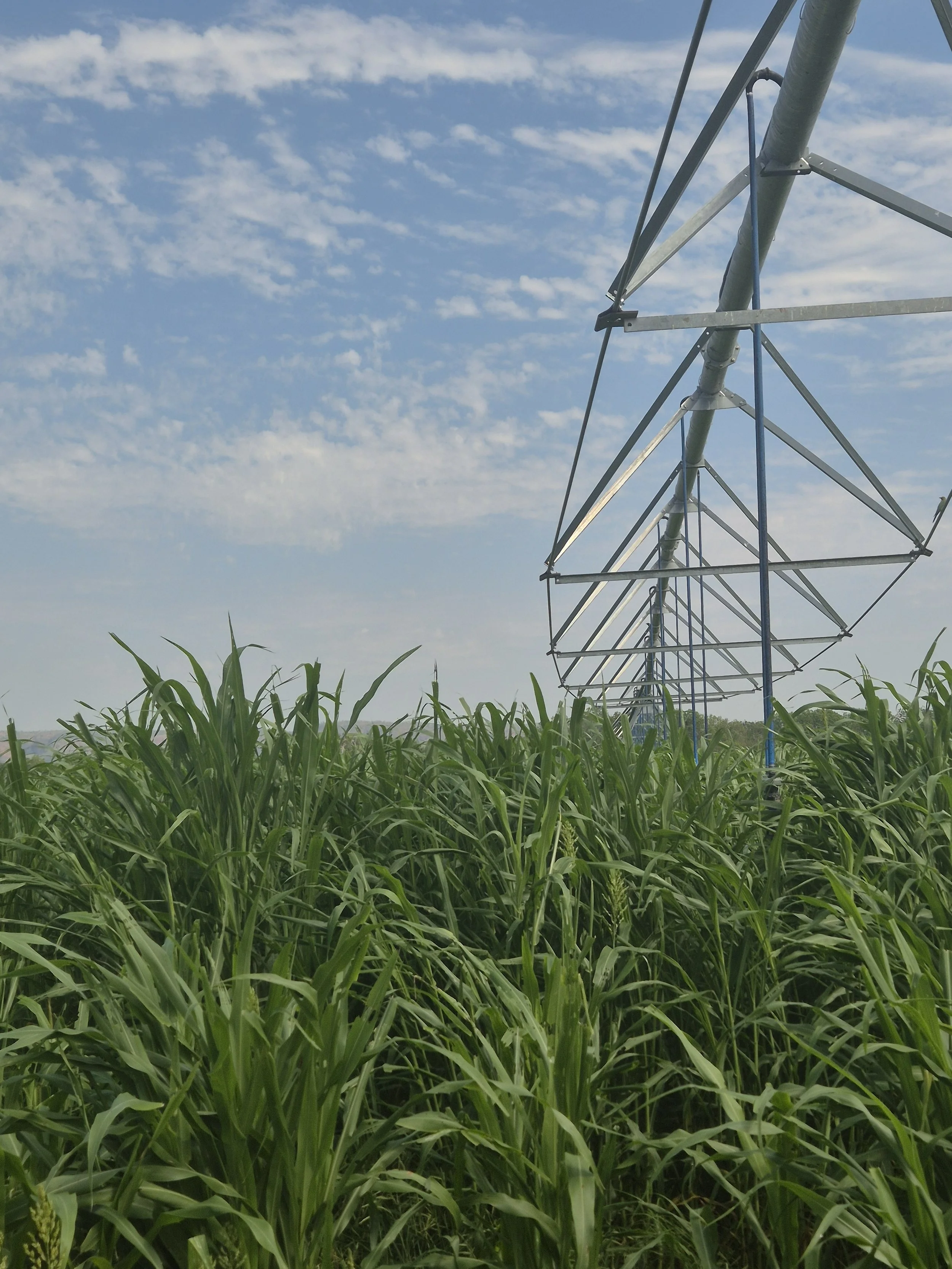 Green cornfield with metal irrigation equipment in the background under a cloudy sky.