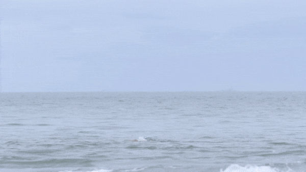 ezgif-3-7734600c74.gif