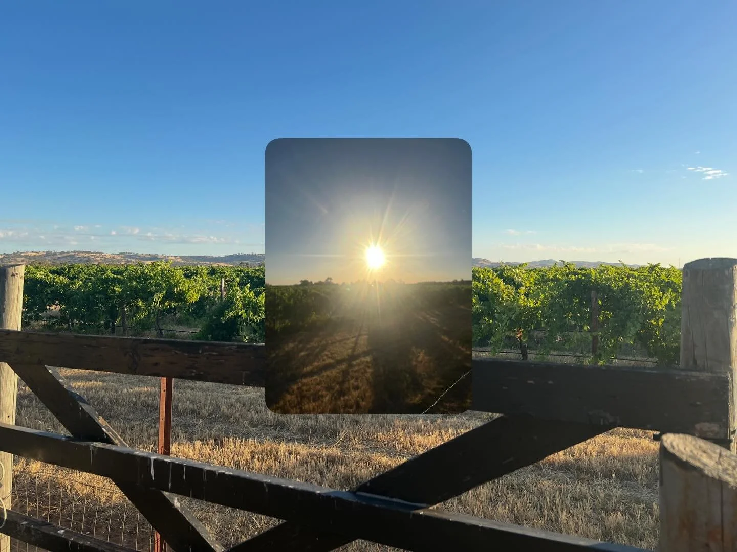 Beautiful afternoon sunshine in the garden 🪏 🪴 #barossalife