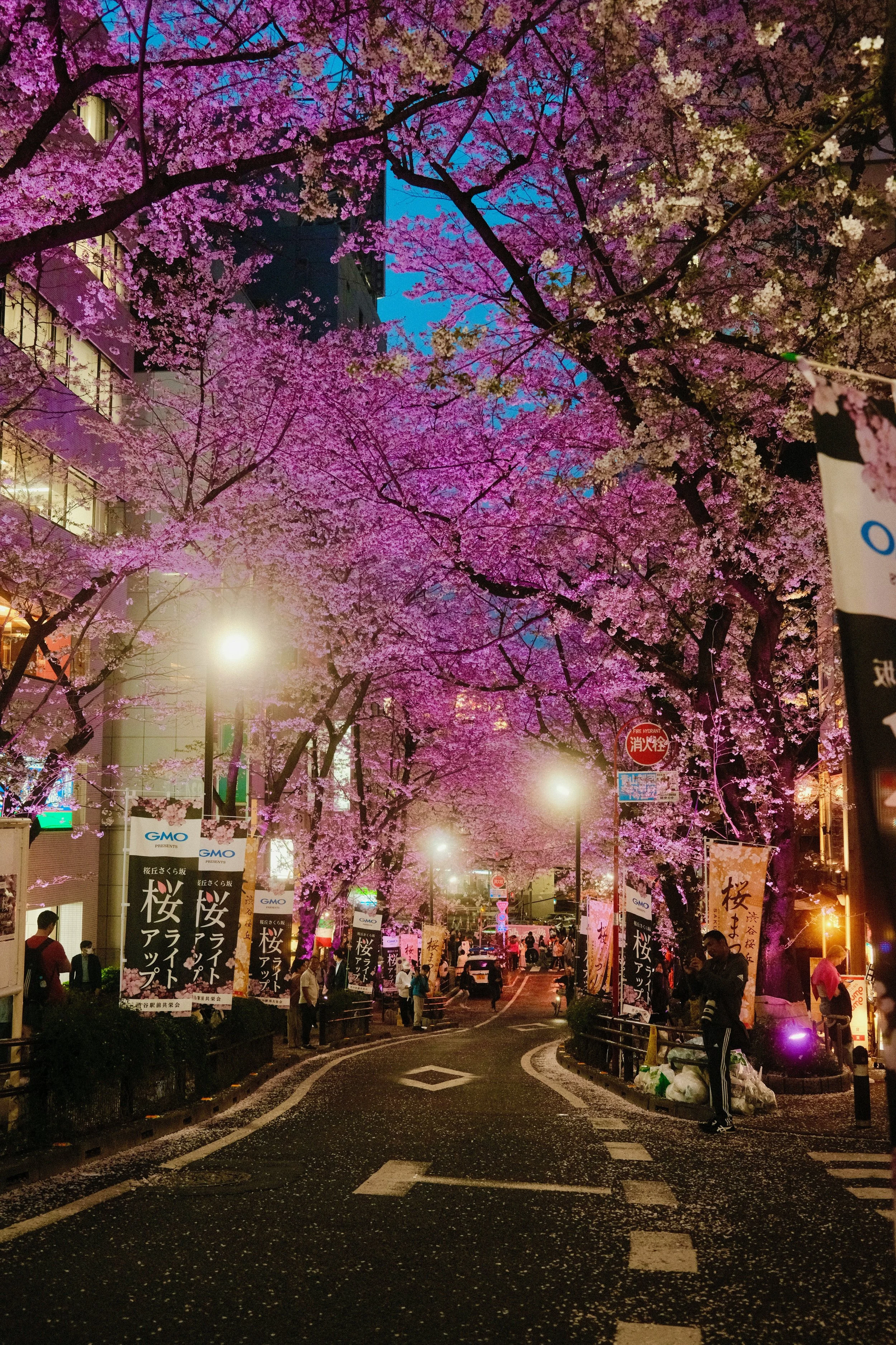 Kyoto Japan street illuminated at night with blooming cherry blossom trees and traditional Japanese architecture
