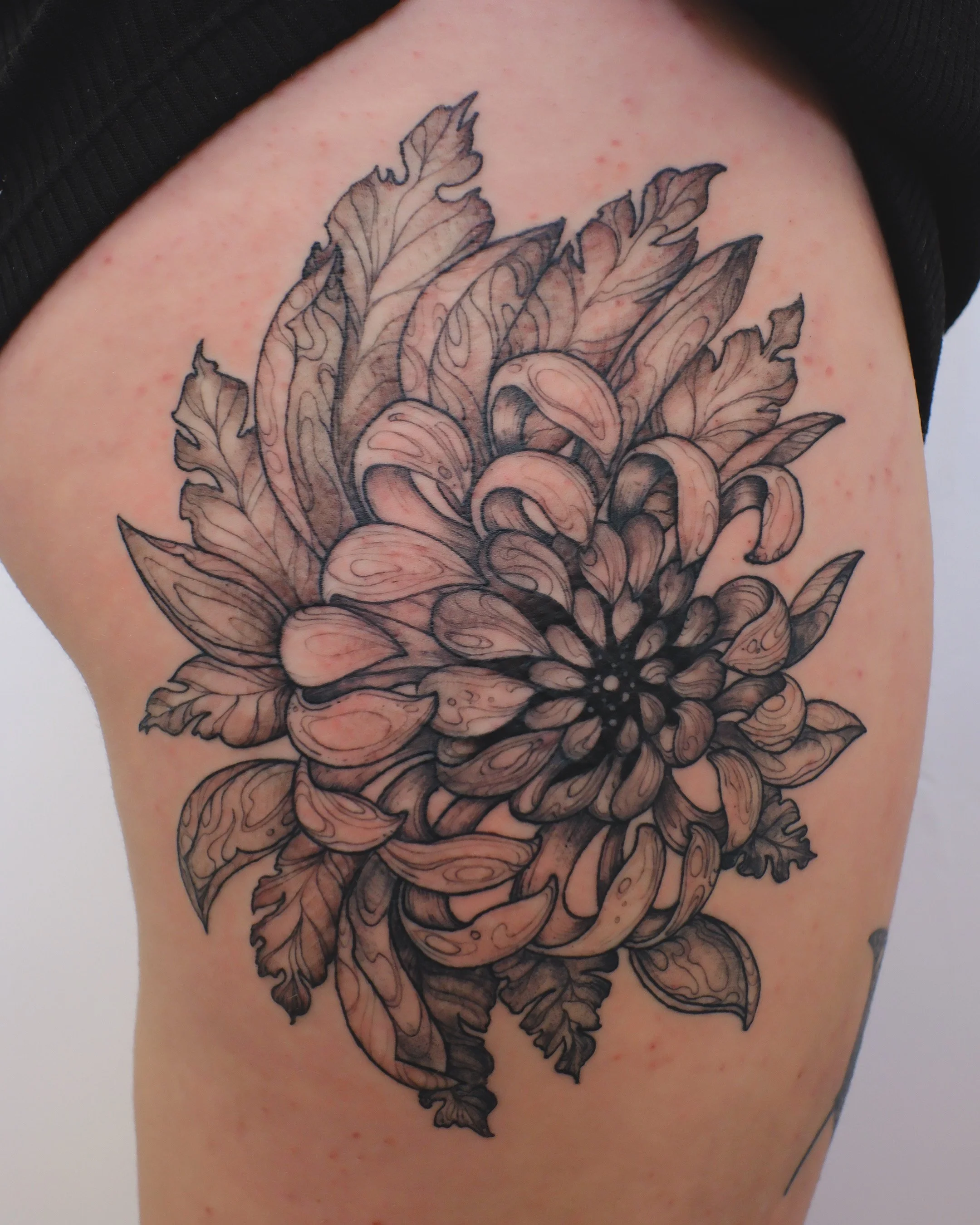 Chrysanthemum.JPG