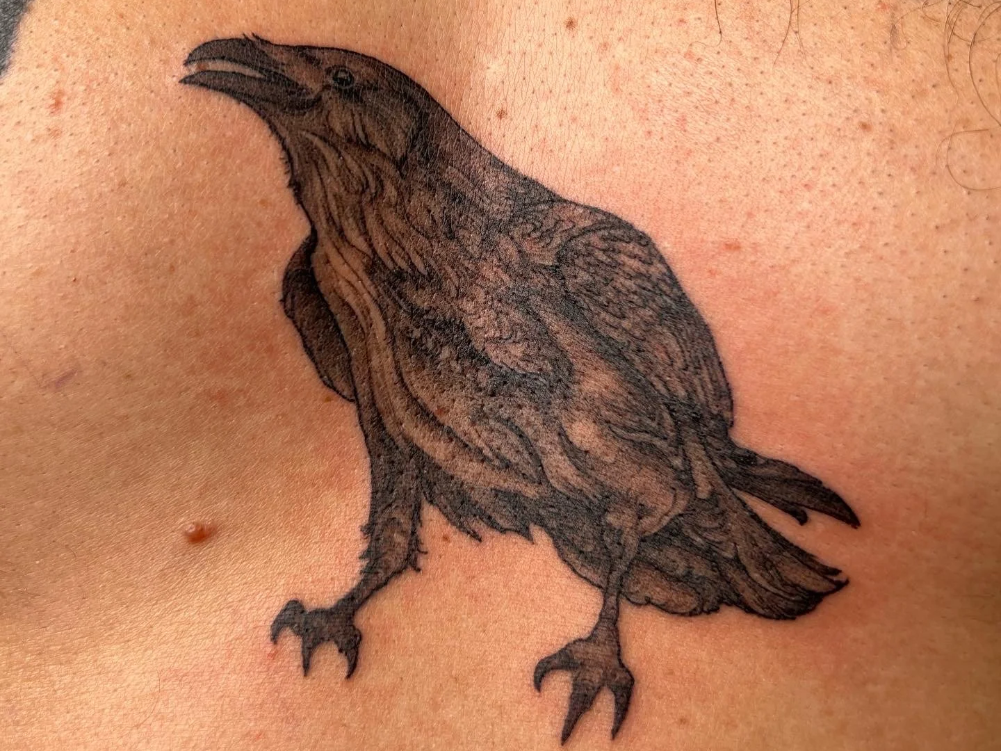 crow.png