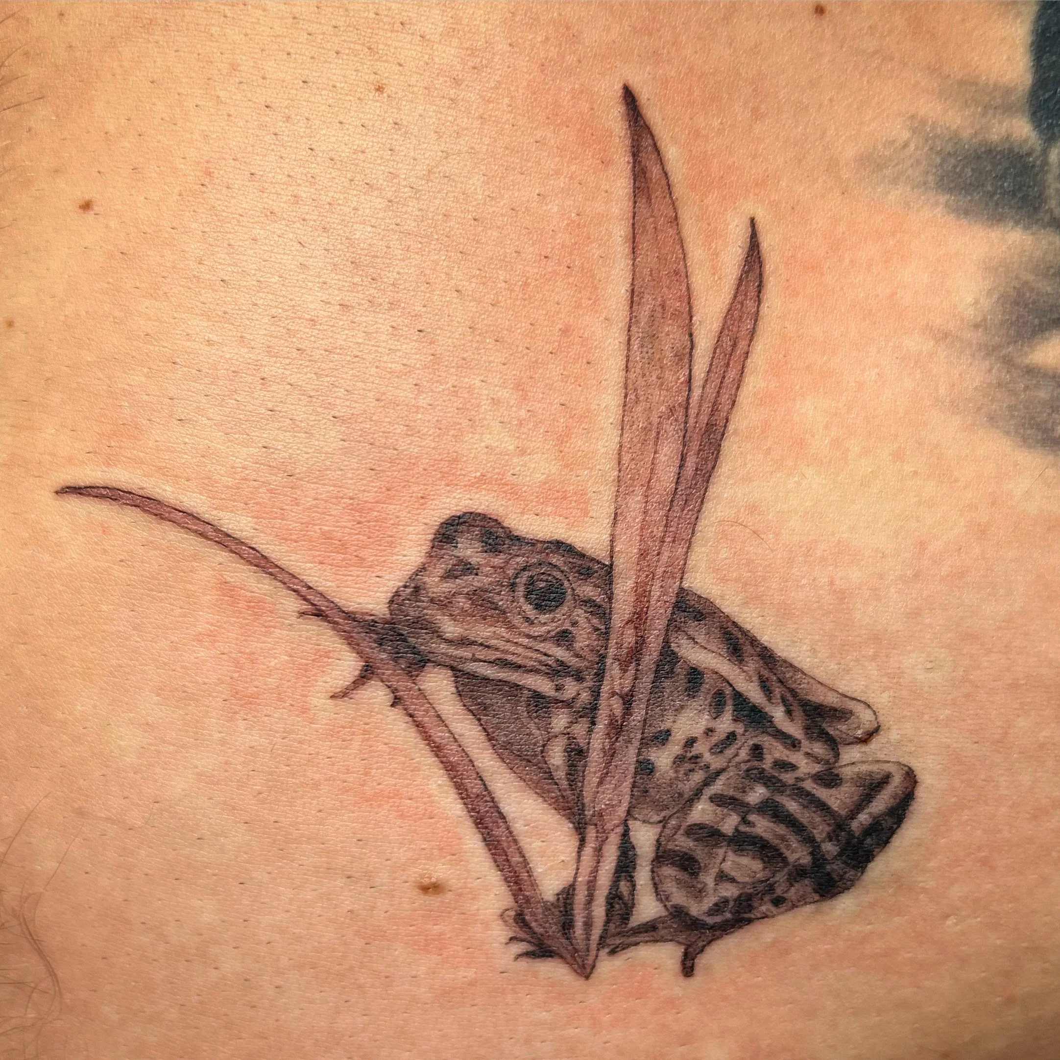 Frog.JPG