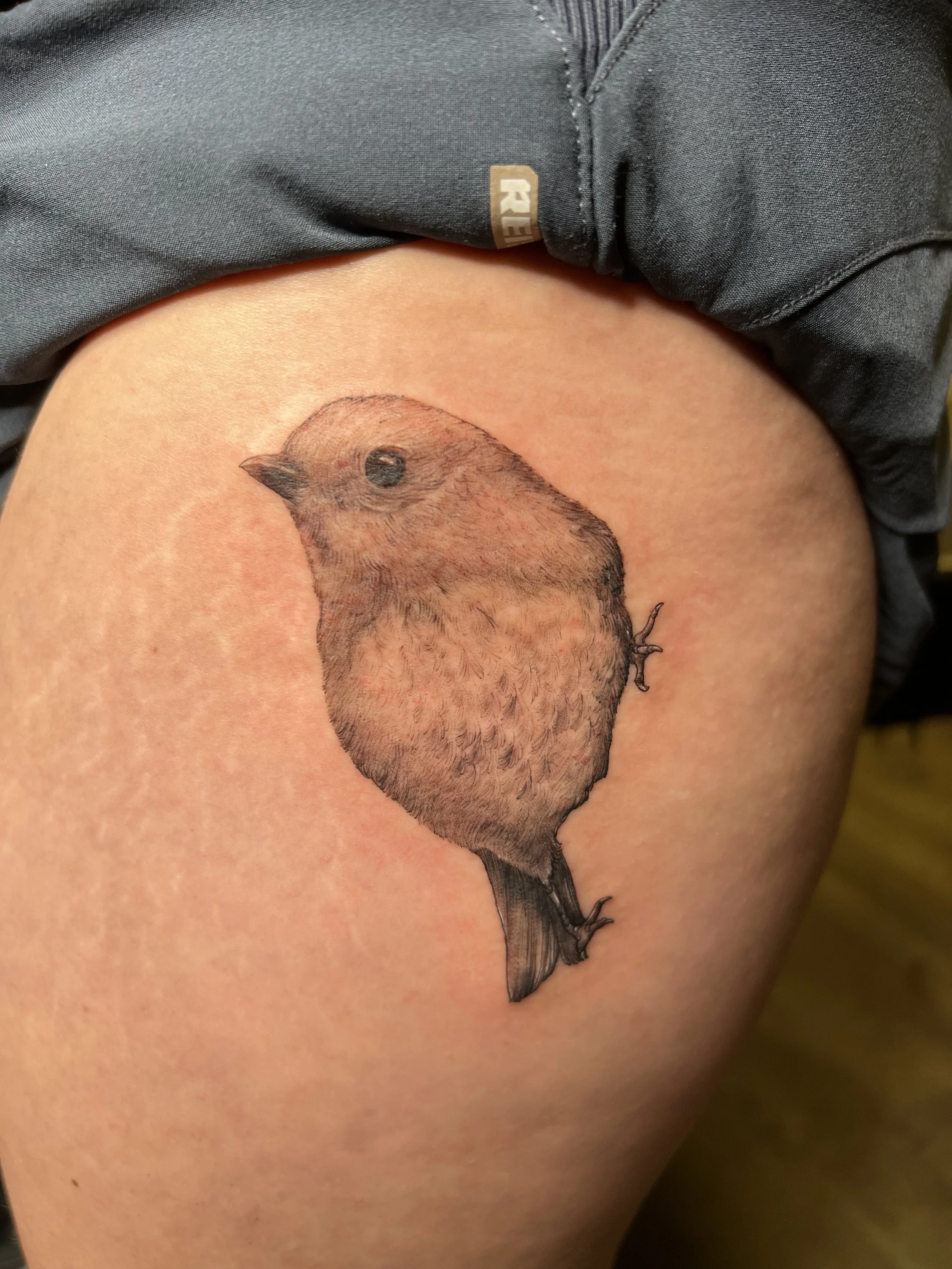 new zealand robin.jpg