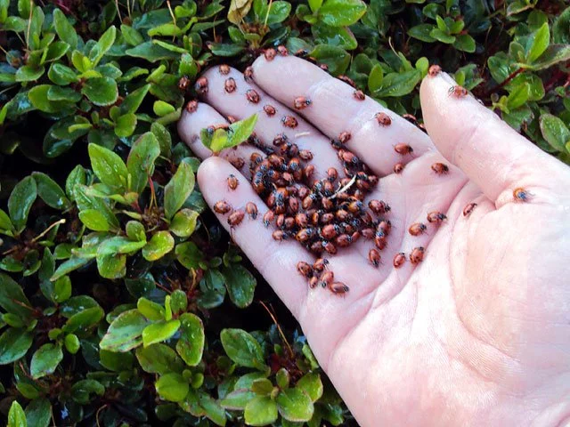 Why Ladybugs Belong in Every Garden