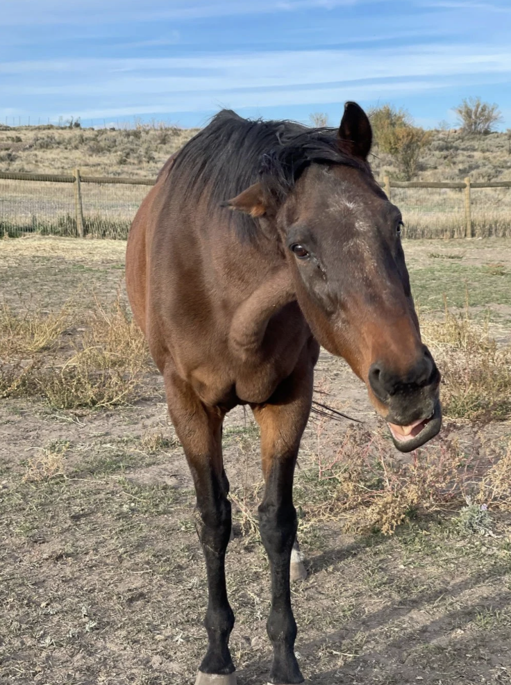 A brown horse standing in a dry field with sparse vegetation, a fence in the background, and a partly cloudy sky.