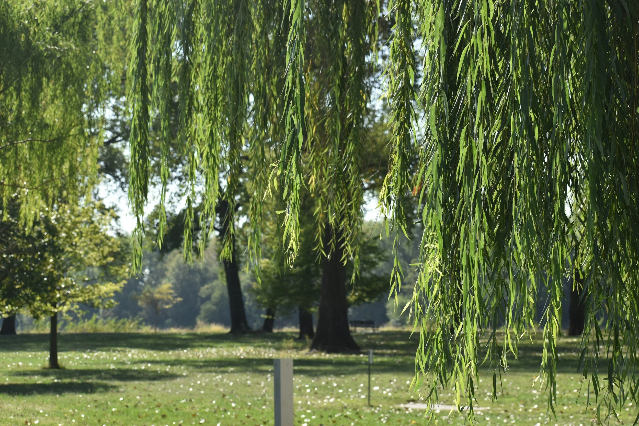 Willow tree photo