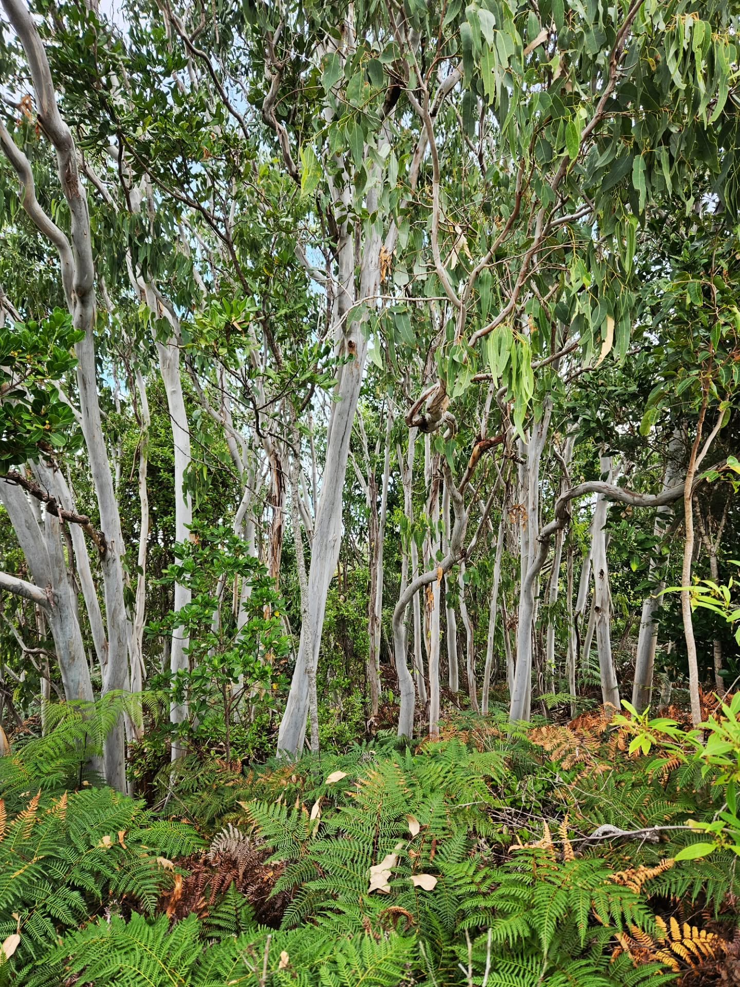 Arakwal National Park, nature at  Byron's doorstep - on the back of the Blues Fest collapse it's great to see  BSC pro-active about the beauty of this area 🌿☀️🌊 as seen on reels and the local news 🙌
Did you see it on your socials or on e-news ?

#
