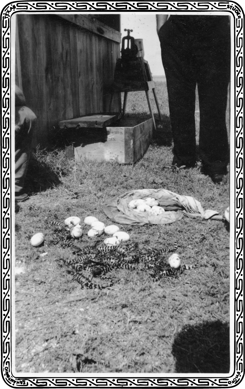 Biasiolli, Robert, Alligators 013-fixed.png