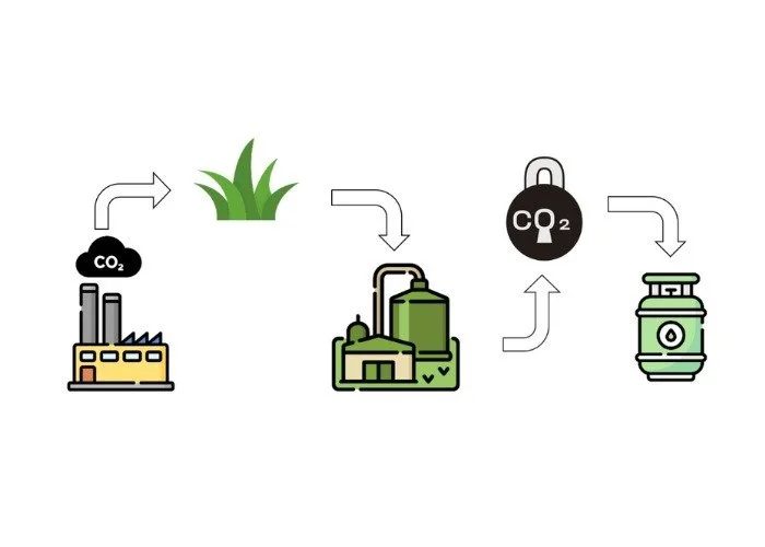Diagram showing the process of capturing carbon dioxide emissions from a factory, using plants to absorb CO2, and then storing or utilizing the captured carbon.