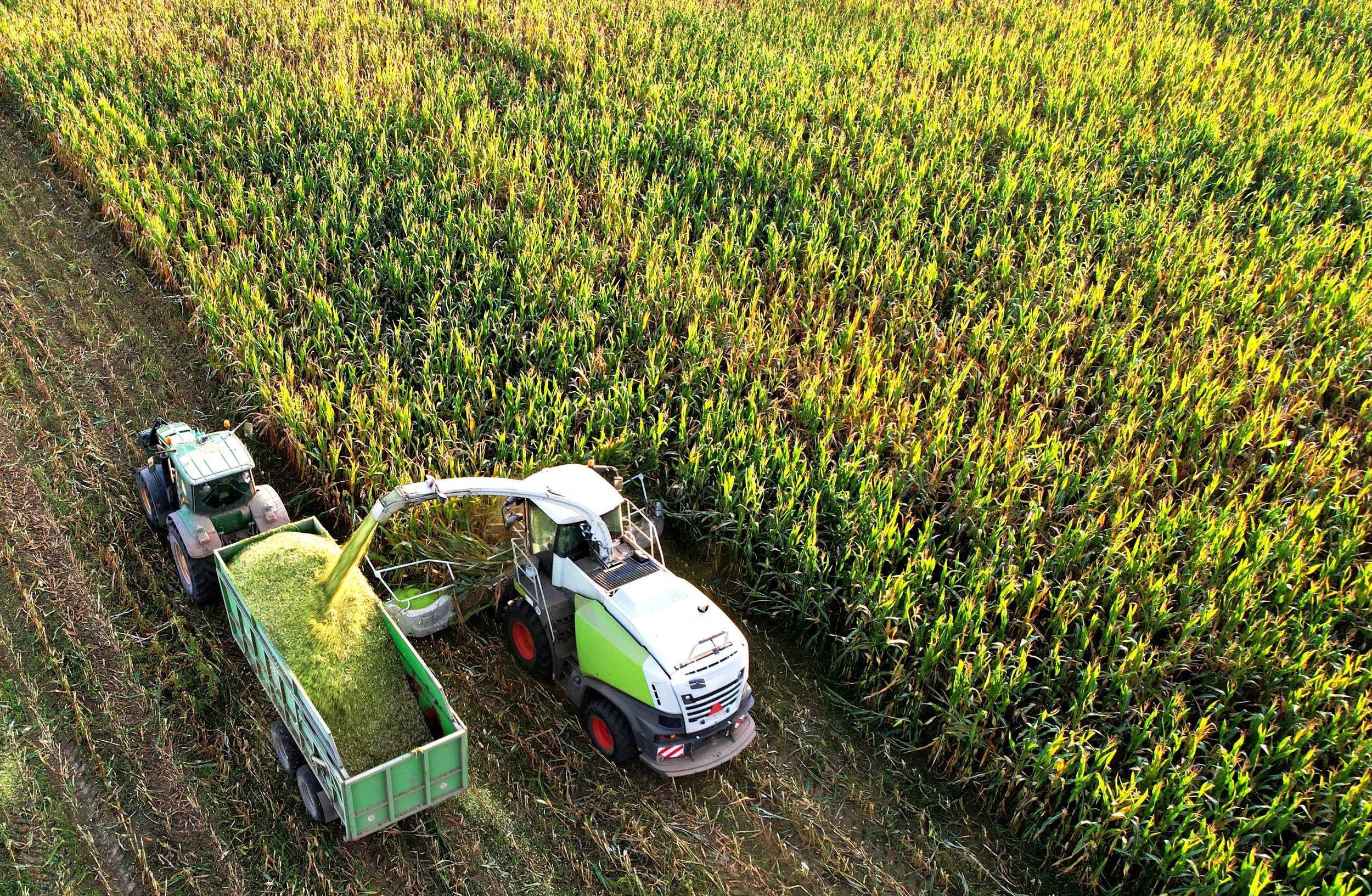 Aerial view of a tractor and harvester working in a cornfield during harvest, with green and yellow stalks of corn on either side.