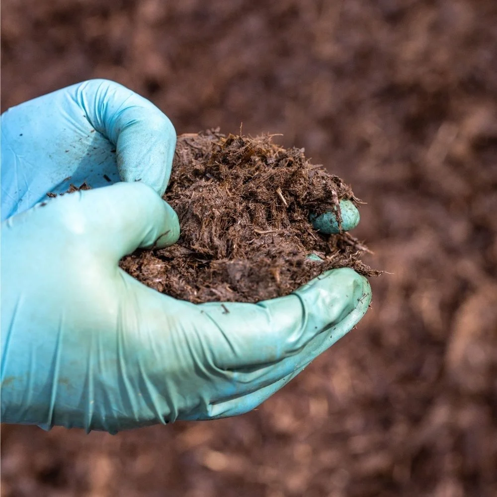Close-up of a hand wearing a light blue glove holding dark, moist compost or soil with a background of similar soil.