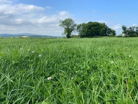 A vast green field with tall grass and some small flowers, with a few trees in the background under a partly cloudy sky.