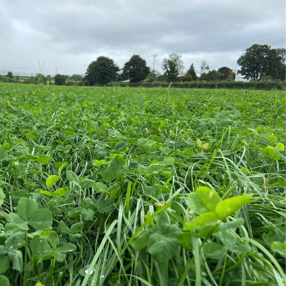 Green crop field with trees and cloudy sky in the background.