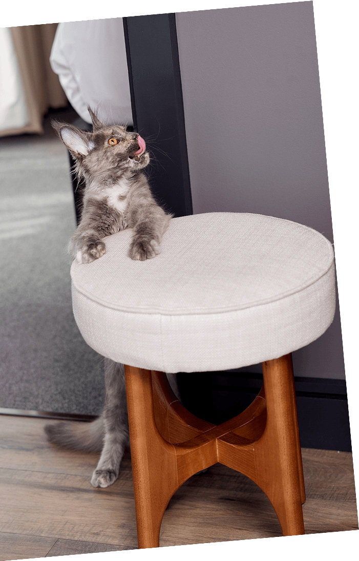 Gray kitten with orange eyes and pink tongue sticking out, standing behind a white cushioned stool with wooden legs, near a dark wall and a mirror.