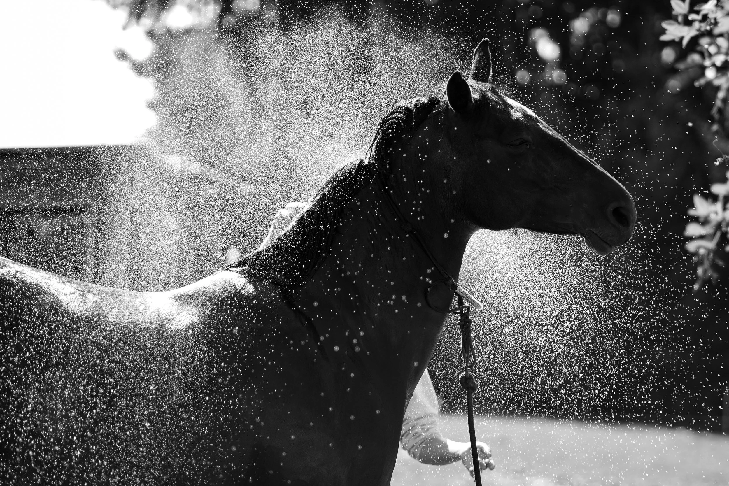 Un cheval noir secoué d'eau lors d'une baignade, en gros plan, noir et blanc.