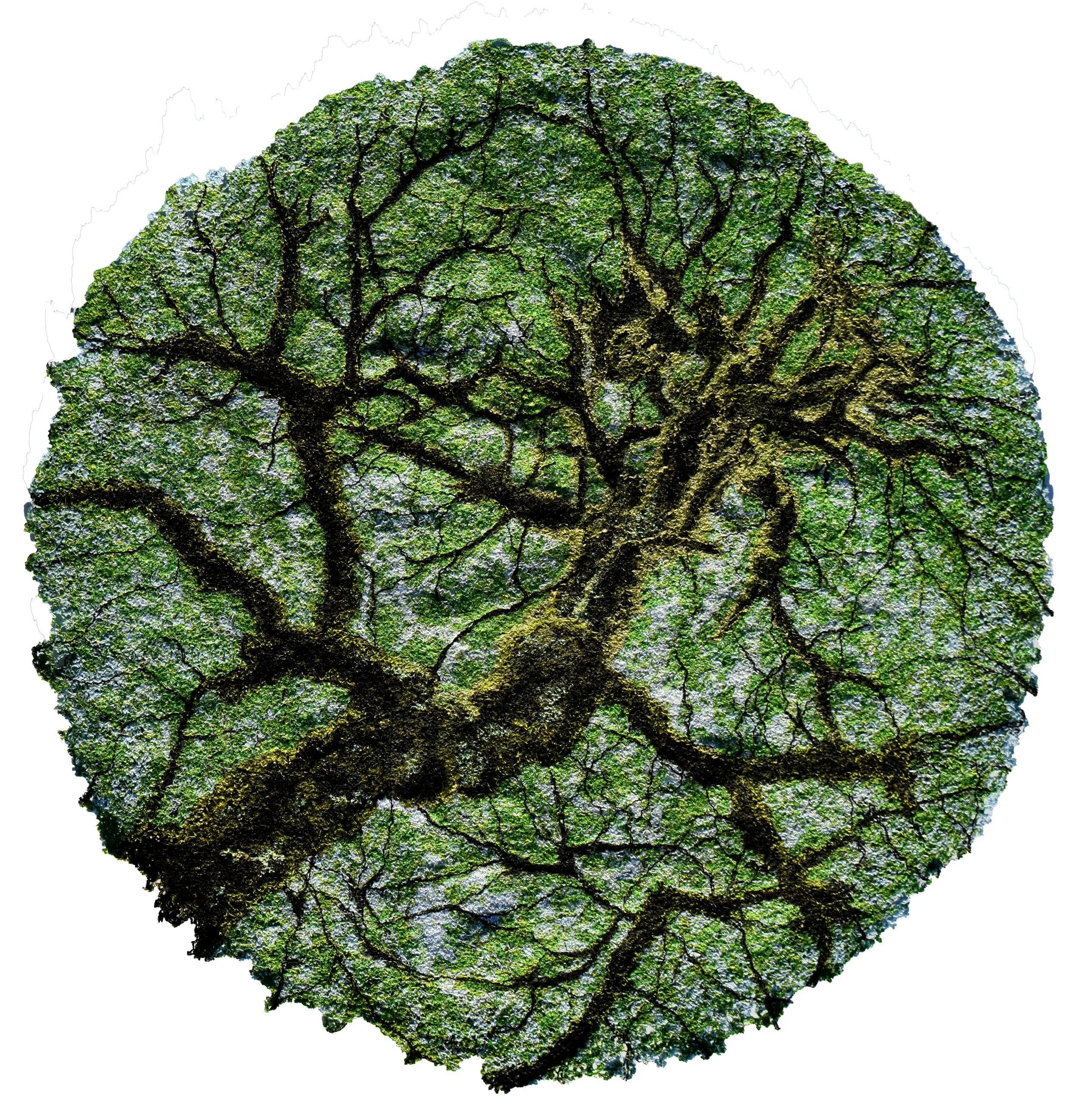 Under the canopy Will Be for Sale on the 5th of February