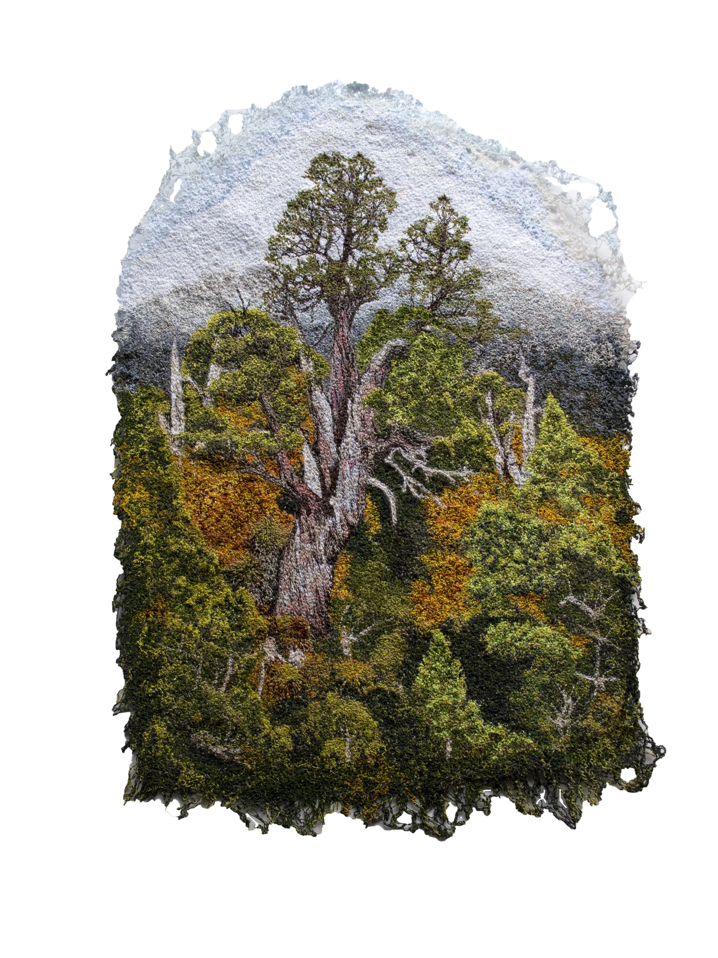 Elder Pencil Pine Sold 