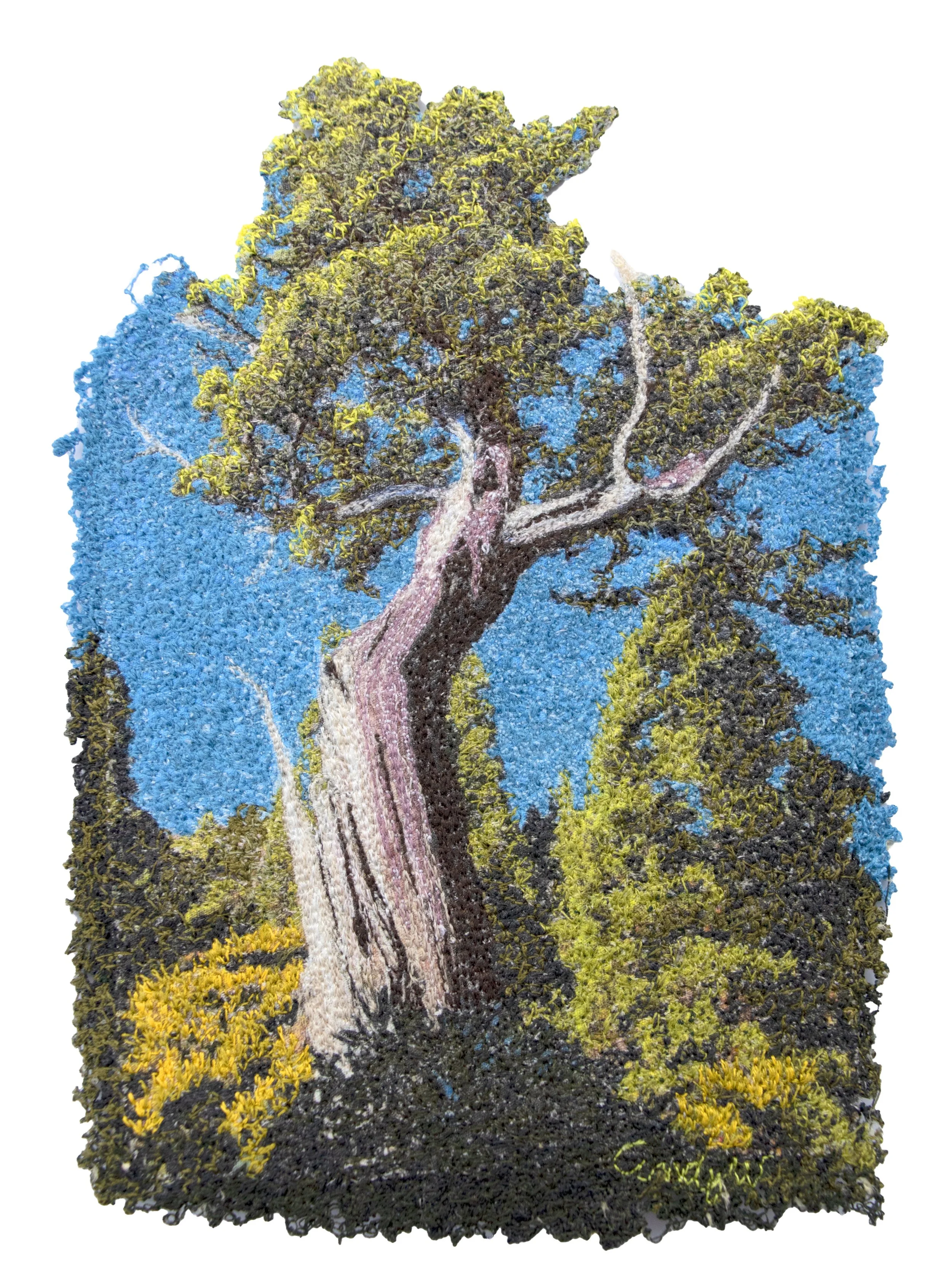 Pencil Pine will be available on the 5th of February