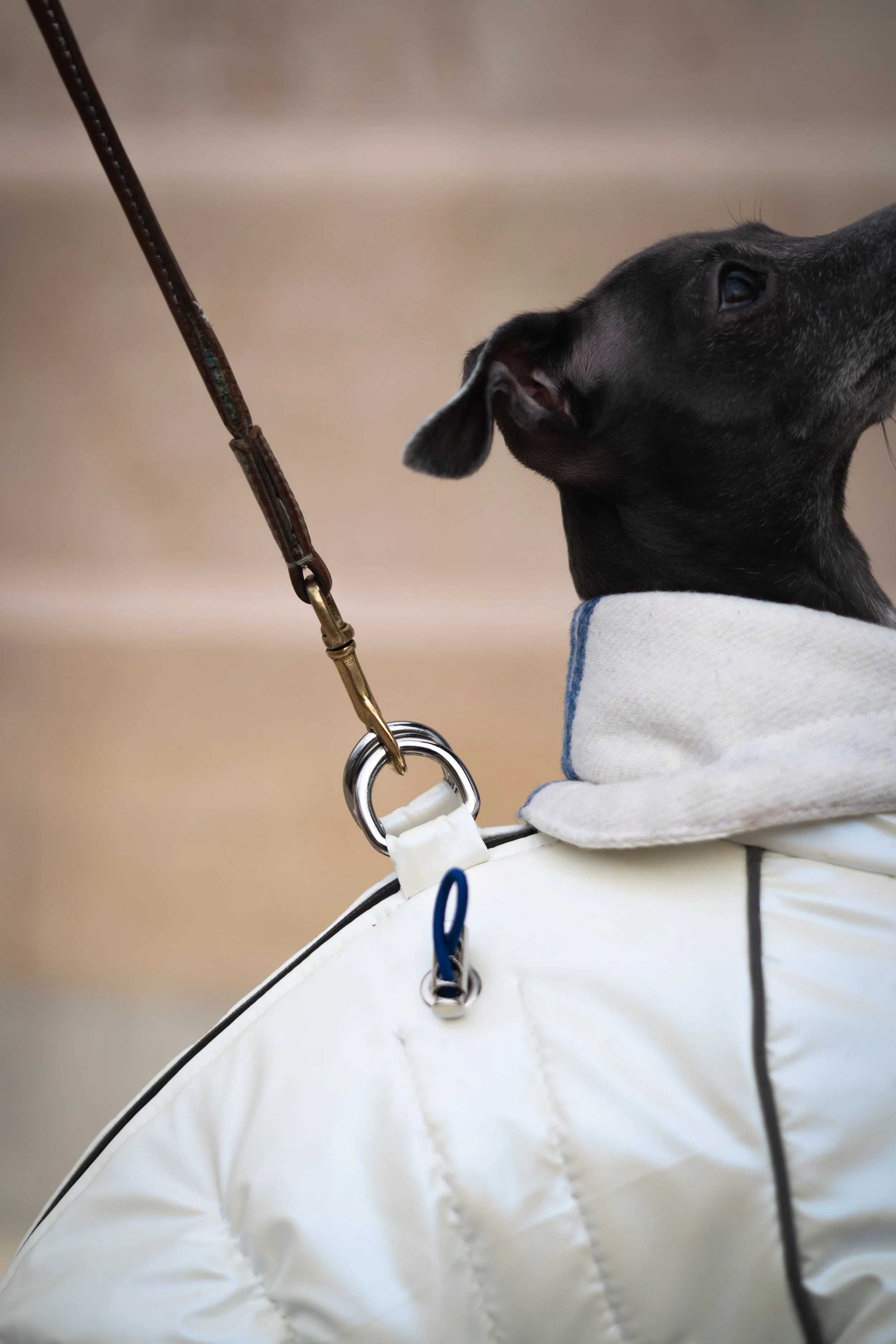 Copyright Joy Corthesy-03257.jpg