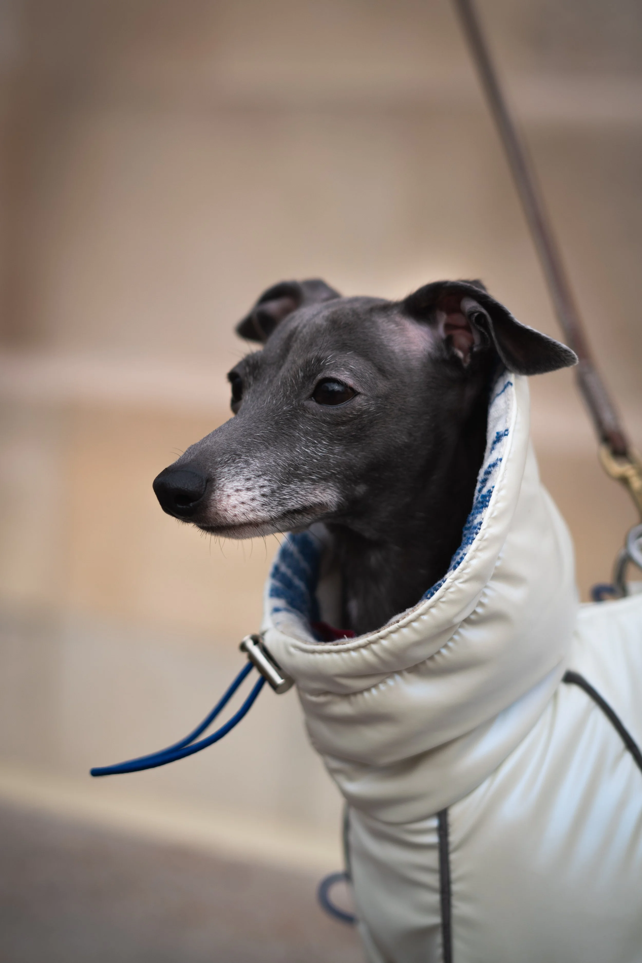 Copyright Joy Corthesy-03288.jpg